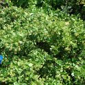 Euonymus fortunei 'Coloratus'